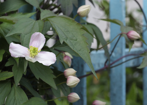 bildreich karten PK 626: sommergarten.
