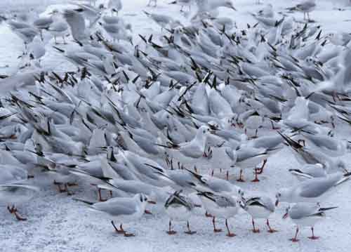 bildreich karten PK 681: wintertag.