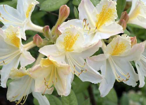 bildreich karten PK 796: azaleengelb.