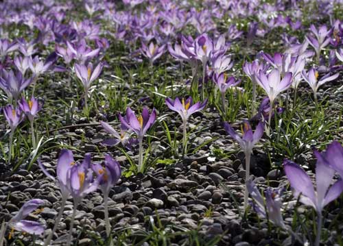 bildreich karten PK 809: fruehlingsboten II.