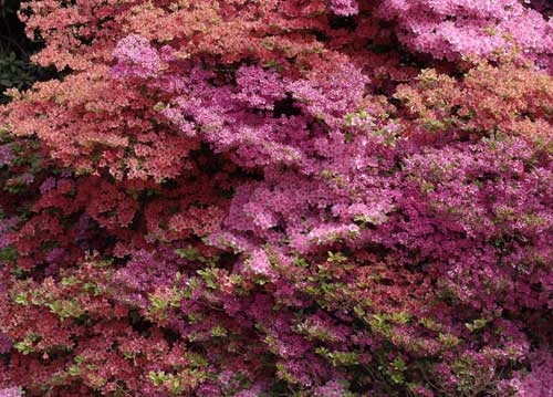 bildreich karten PK 810: azaleenmeer.