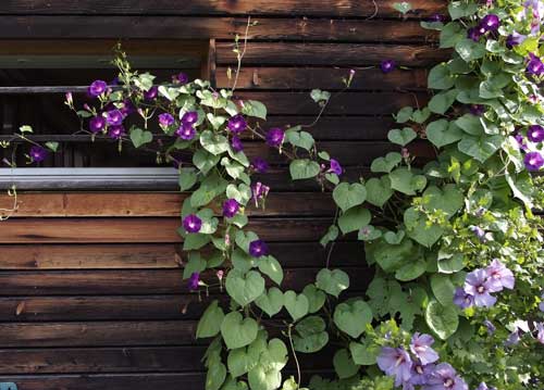 bildreich karten PK 812: puschis kuechenfenster.