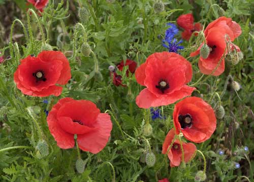 bildreich karten PK 813: mohnrot.