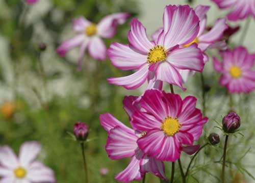 bildreich karten PK 815: cosmea IV.