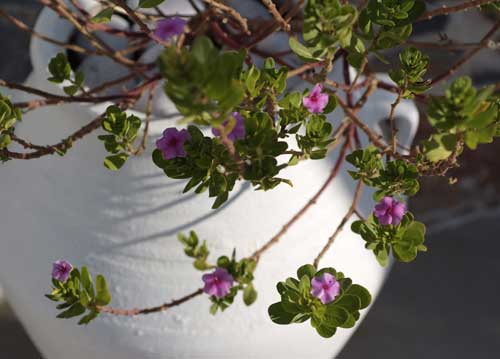 bildreich karten PK 819: astypalea.