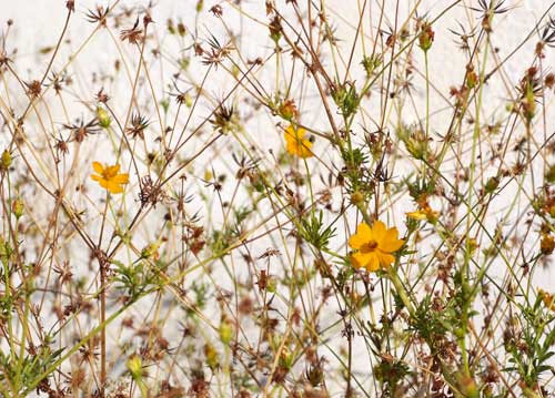 bildreich karten PK 843: zur herbstsonnenwende.