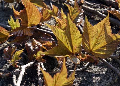bildreich karten PK 857: weingartenmauer.