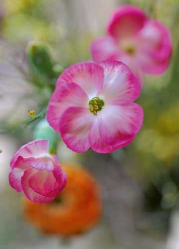 bildreich karten PK 911: hell und zart.