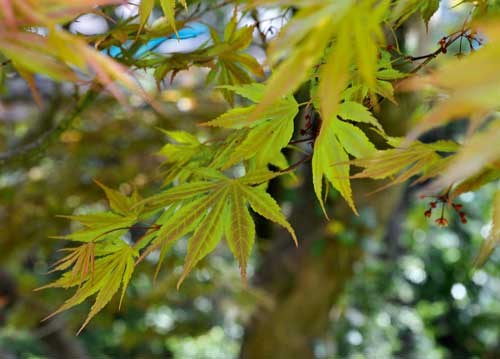 bildreich karten PK 931: ahorn im fruehling.