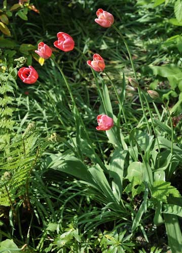 bildreich karten PK 932: tulpen im südgarten.