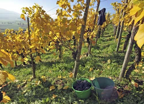 bildreich karten PK 949: herbsten.