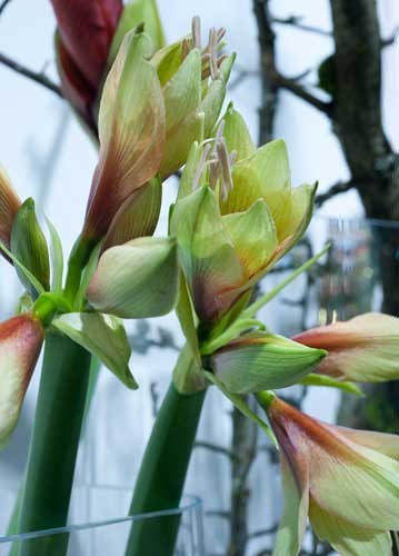 bildreich karten PK 998: amaryllis.