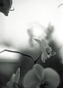 bildreich karten PK 39: elfenau I.