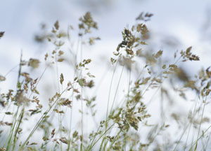 bildreich karten PK 53: gräser I.