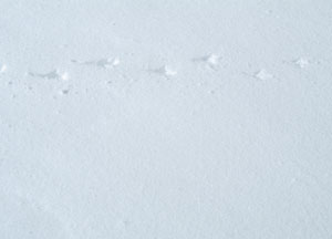 bildreich karten PK 71: spur I.