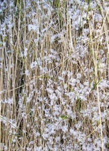 bildreich karten PK 84: schnee.