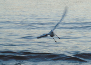 bildreich karten PK 226: abendflug.