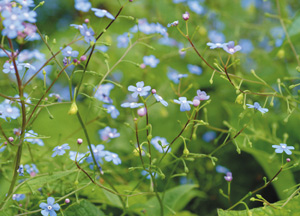 bildreich karten PK 255: vergissmeinnicht.