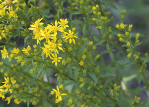 bildreich karten PK 338: solidago virgaurea, echte goldrute.