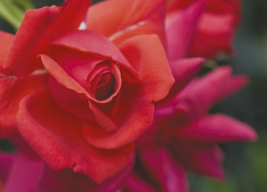 bildreich karten PK 347: rosenrot.