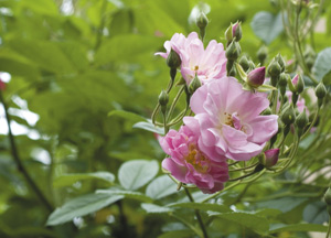 bildreich karten PK 359: frühmorgens im garten.