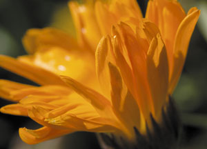 bildreich karten PK 410: calendula officinalis, ringelblume.