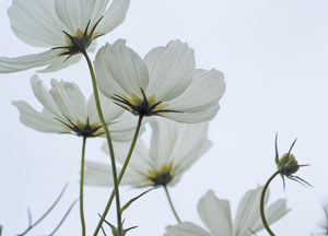 bildreich karten PK 414: weisse cosmea.