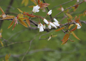 bildreich karten PK 433: amélanchier.