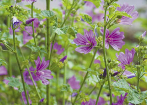 bildreich karten PK 436: wilde malve.