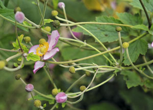 bildreich karten PK 460: japanische anemone.