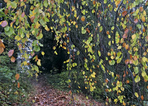 bildreich karten PK 467: herbstlaub.