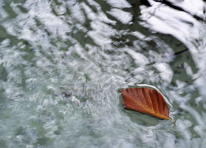 bildreich karten PK 474: herbstreise.