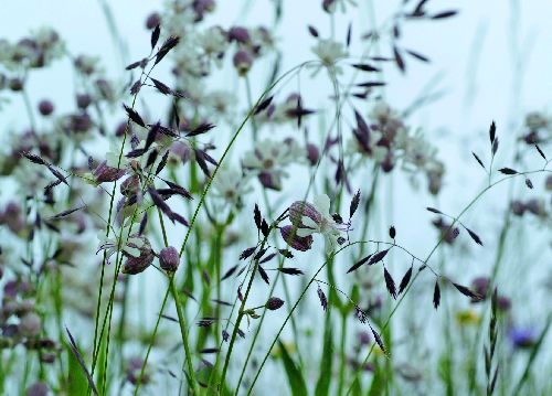 bildreich karten PK 508: daemmerung.