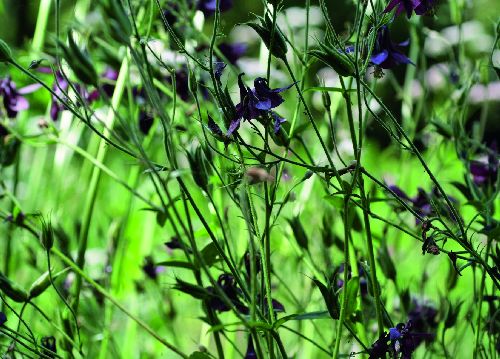 bildreich karten PK 509: nachtfarben.