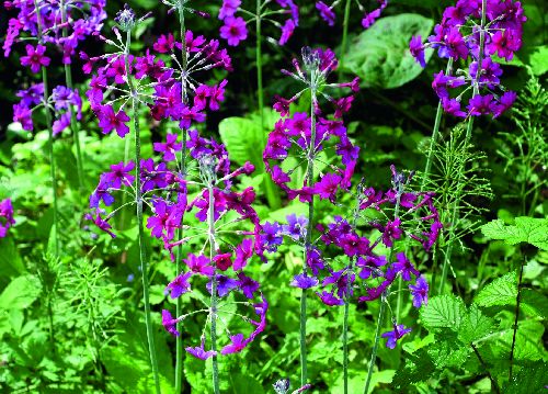 bildreich karten PK 515: sommerringelreihen.