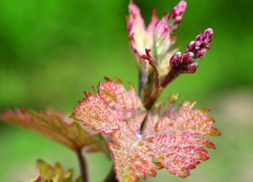 bildreich karten PK 518: rebbluete.