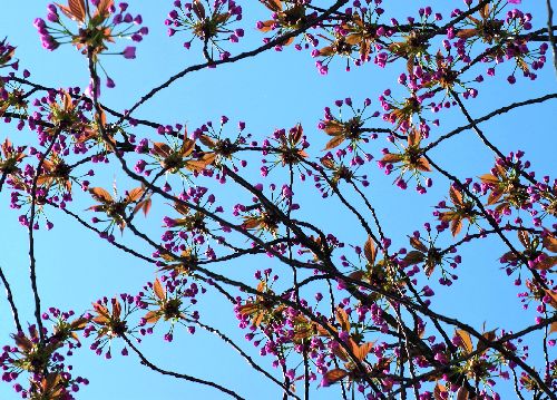 bildreich karten PK 532: fruehlingstag.