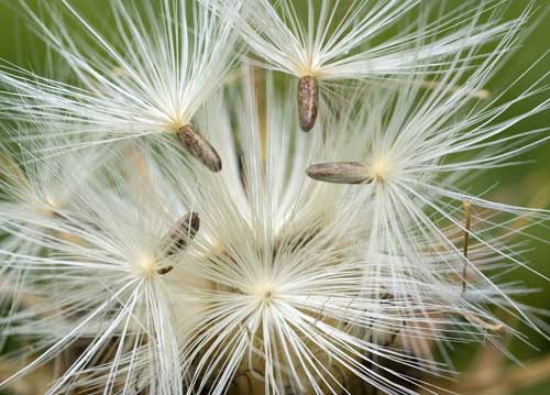 bildreich karten PK 745: silybum marianum, mariendistel.