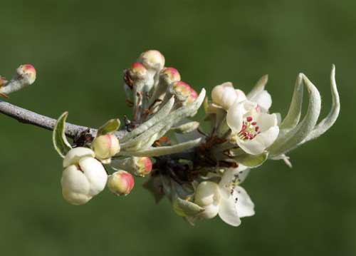 bildreich karten PK 806: bluetenzweig.