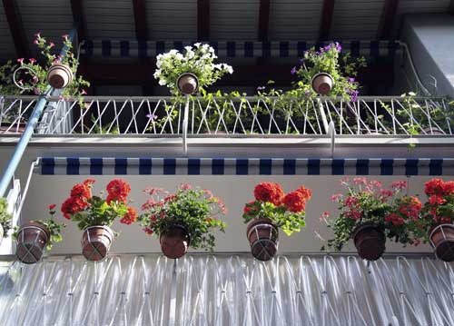 bildreich karten PK 818: geranienparade.