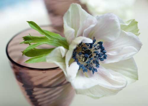 bildreich karten PK 902: anemone.