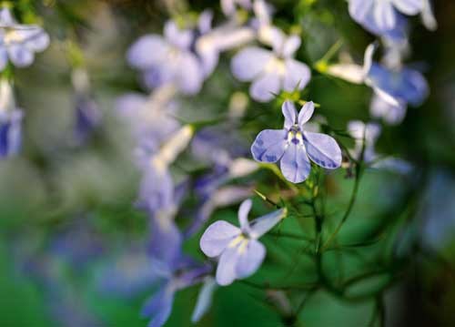 bildreich karten PK 920: lobelia.
