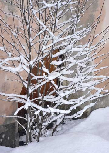 bildreich karten PK 969: frisch verschneit.